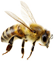 bee floating 1