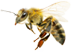 bee floating 2