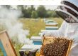 نحوه زنبورداری برای مبتدیان