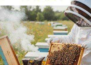 نحوه زنبورداری برای مبتدیان 1 نحوه زنبورداری برای مبتدیان