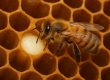 بهترین نژاد زنبور عسل برای تولید ژل رویال