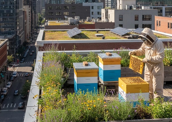 زنبورداری شهری